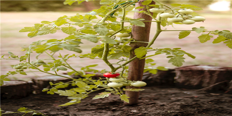 宝宝起名2022年属虎(2022年属虎的宝宝)