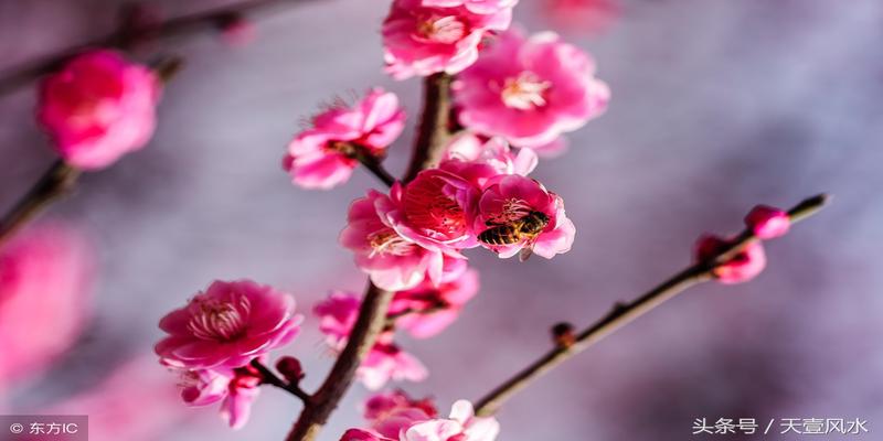 梅花易数测失物实例(梅花预测体用总诀)