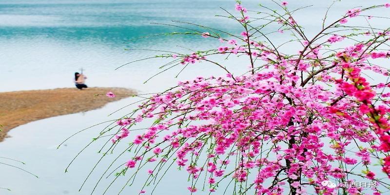 三生三世十里桃花?这里可不止百里!去武宁花源谷感受桃花雨……