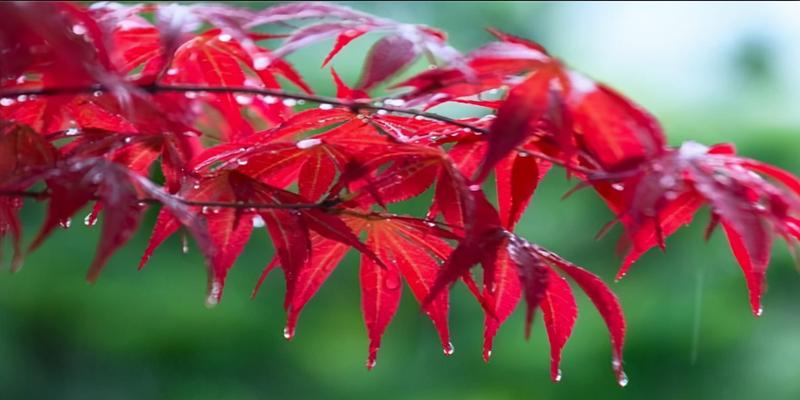 史上悲凉凄苦的雨，淅淅沥沥绵延了7百多年，成为千古绝响