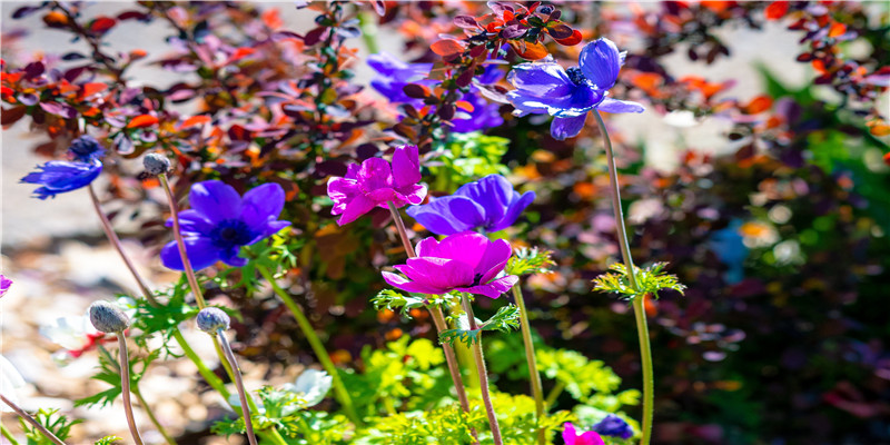被误认为是香港人的内地明星,有人是山东人,有人是河南和浙江人