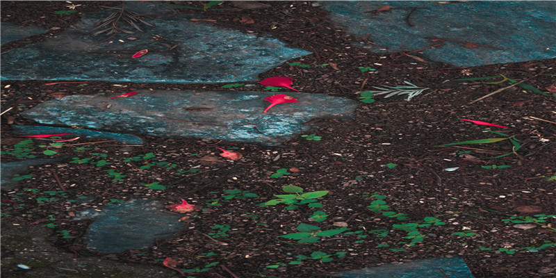 有一天我做梦,梦到生了女儿,我老公抱给我看是个儿子