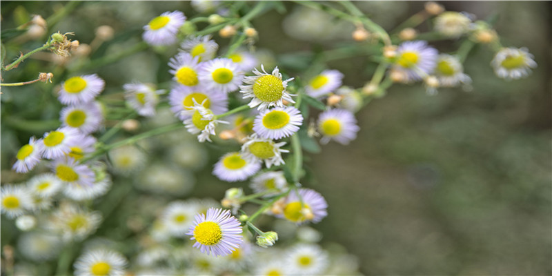 印尼捕获9米巨蟒!活人被蟒蛇吞下还能活命吗?动物学家亲自实验