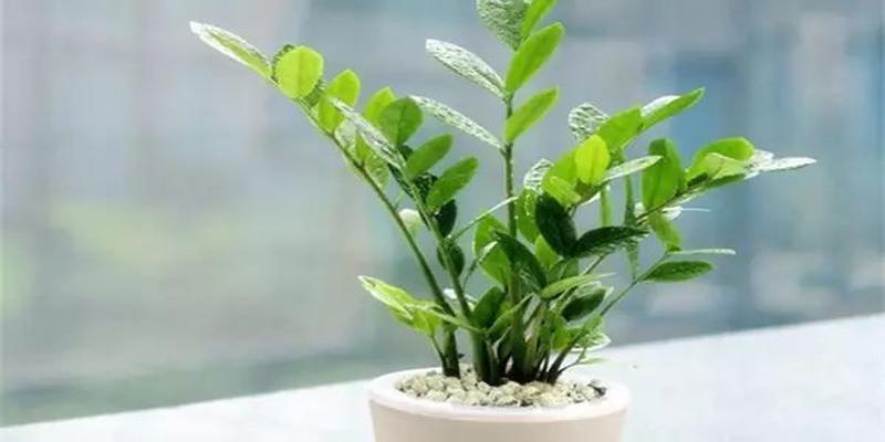 家里养这几种植物 财源滚滚 好运连连