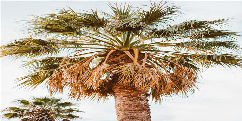 77年9月份属蛇的人是什么命(若你属这三个生肖)