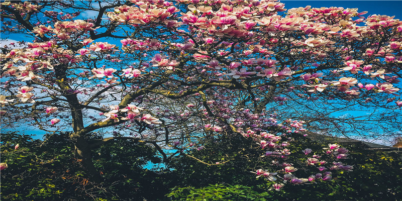 82年狗40岁后十年大运运程(82年属狗一生的财运)