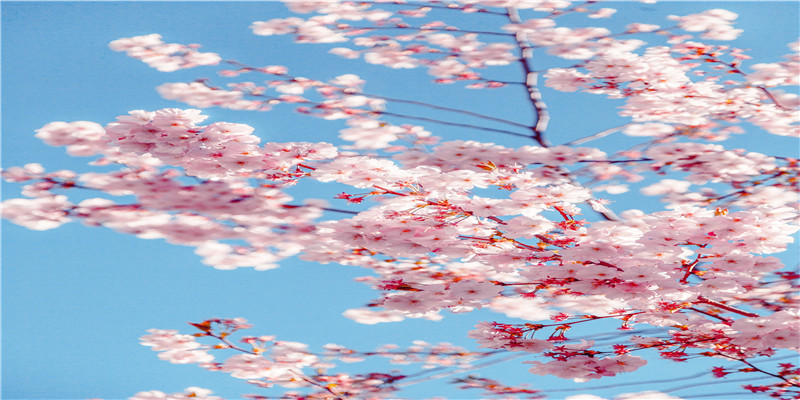 霍格沃茨交换生眼中的东方奇幻电影《侍神令》
