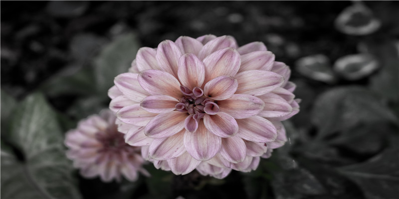 这对卖过盗版的广东青年,今年夏天冲上热搜第一,网友:爱死他们了