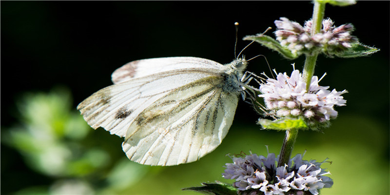 内宅第一古装美人内卷至此，金晨白鹿们也是拼了