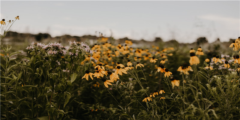 免费婚姻预测(相亲下载安装)