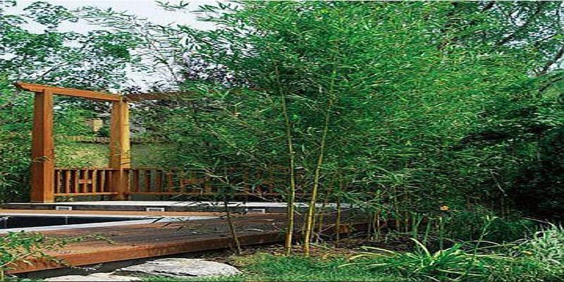 院子里种上这8种树,顺风顺水,风水特别好!