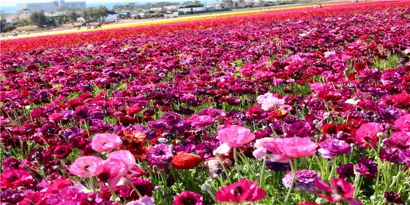 2020年属鼠是什么命(2020迎金鼠宝宝名字想好了吗)