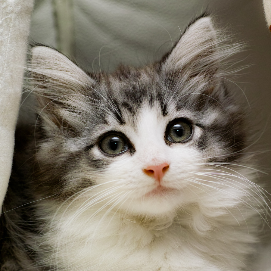 挪威森林里的精灵：出现在北欧神话中的猫咪