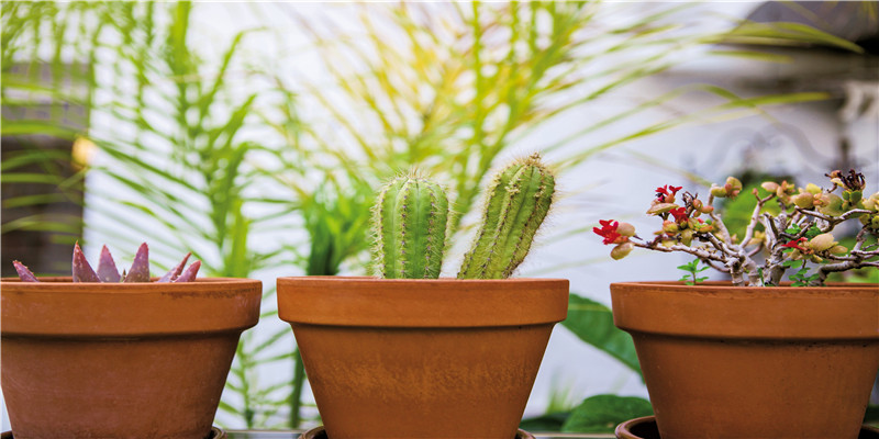 69年属鸡人终身灾难(69年属鸡是什么星座)