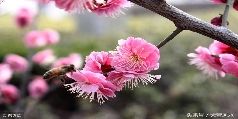 梅花预测体用总诀