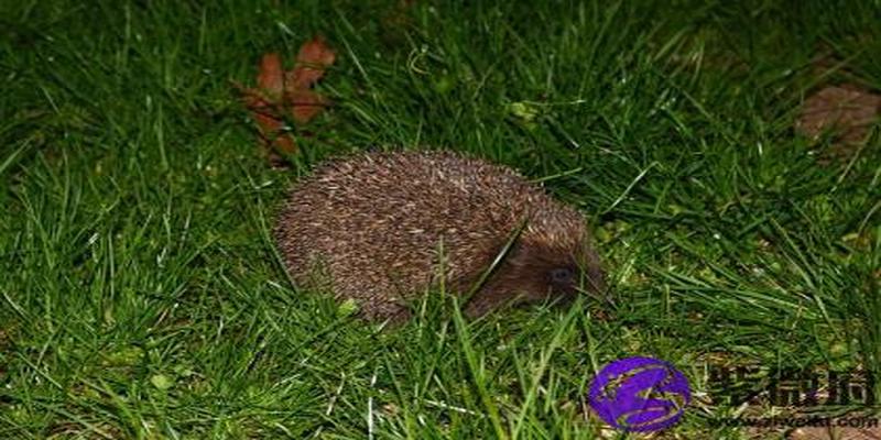 大溪水和松柏木配吗 大溪水和松柏木婚姻如何？