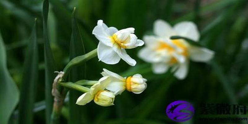 丁火喜欢酉金吗(丁酉日为什么好)