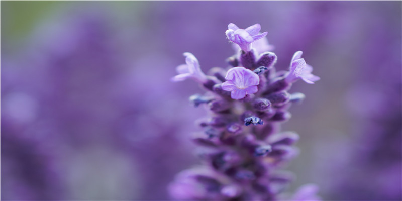 八字起名网官网(免费起乳名)