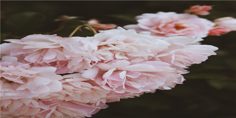 2021称骨算命女命版(廖家明七十自嘲)