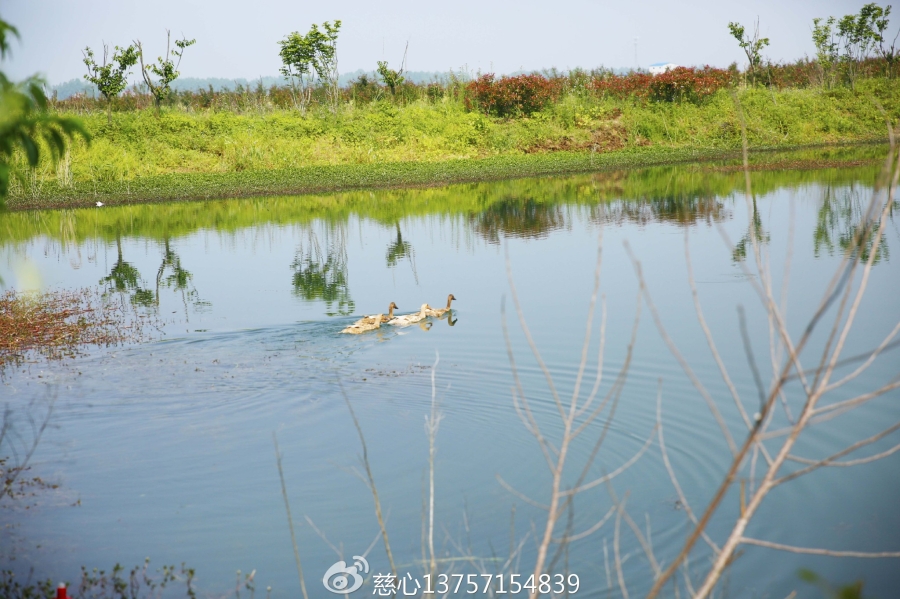 安徽定远九梓高埂村风景美风水也极好，出了一位大名人谁都知道他