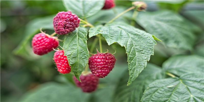 结婚登记预约满了(充满爱的日子)