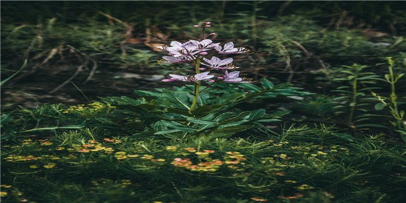 2021年每日赢钱的财神方位(后市涨停预测2021)