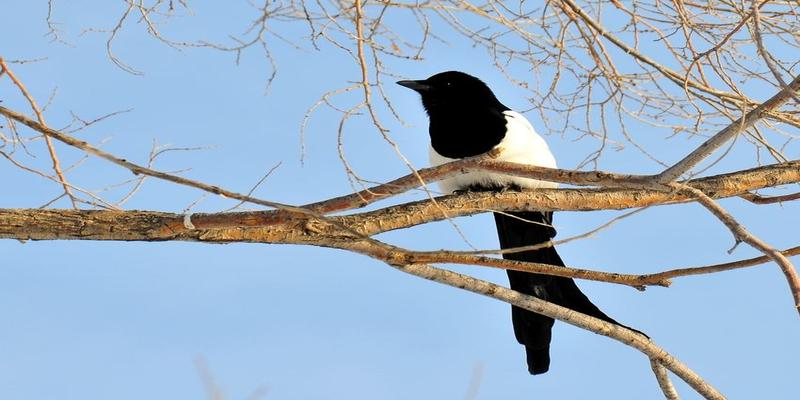 梅花易数时间怎么起卦(梅花易数起卦七法之第二法)