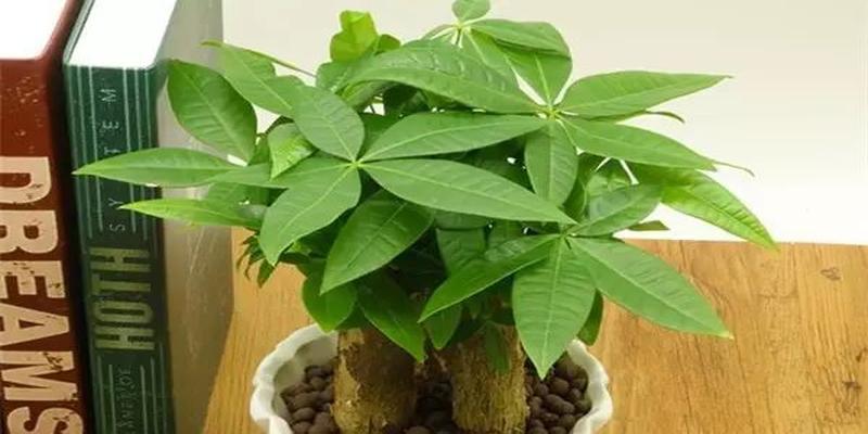 家里养这几种植物 财源滚滚 好运连连