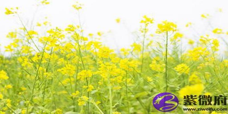 大林木跟松柏木配吗?婚配怎么样?