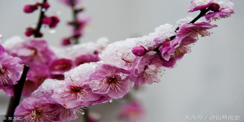 梅花易数这样起卦更精准，学会预测水平突飞猛进