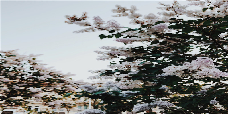 半斤八两的意思(半斤八两的意思和例句)