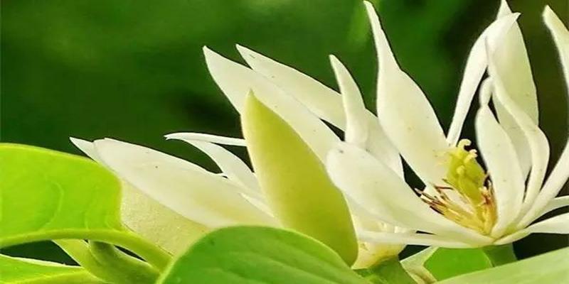 家里养这几种植物 财源滚滚 好运连连