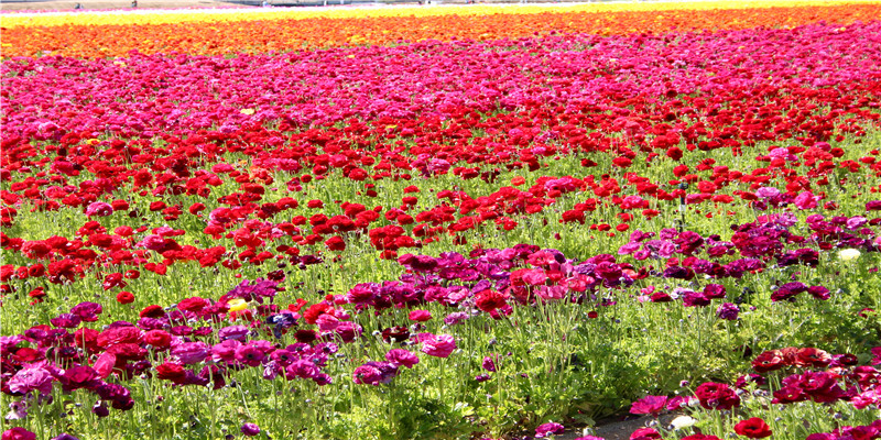 梦到很多蛇是什么意思(梦见放生白蛇)