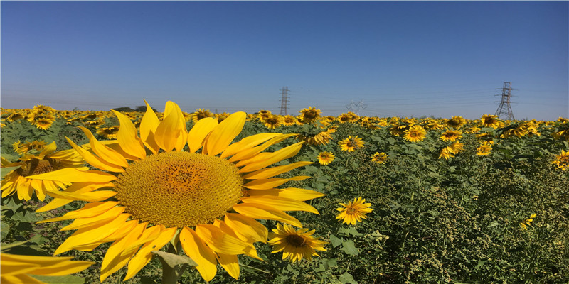2008年9月9日出生是什么命(2021年去世的8位名人)