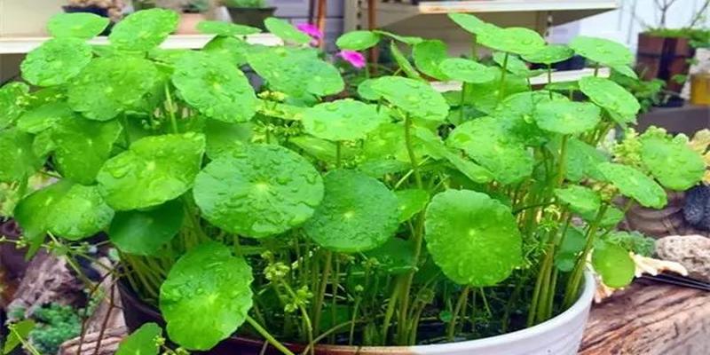 家里养这几种植物 财源滚滚 好运连连