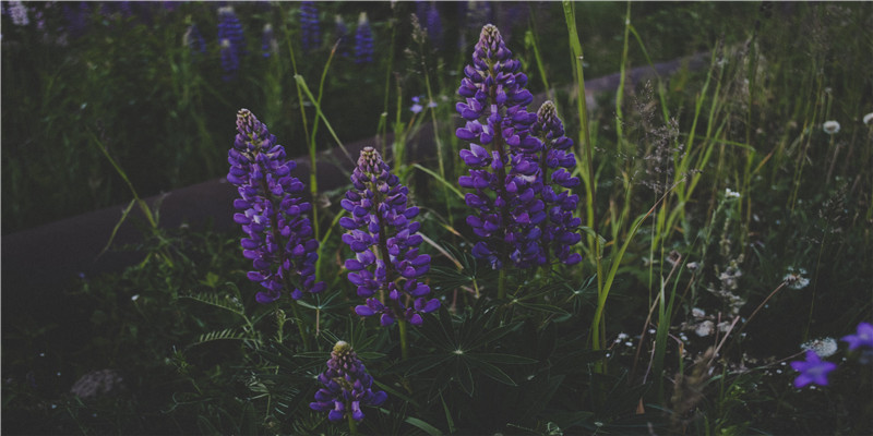 63岁属什么的生肖今年多少岁(63年生属兔人2018年如何与两吉相处)