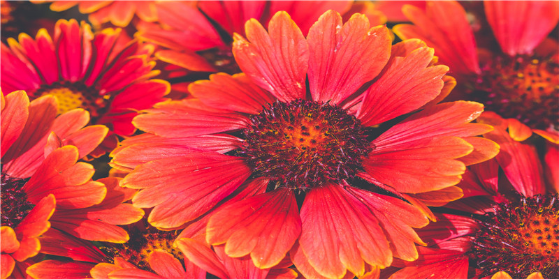 家里要出贵子的征兆(梦见喜得贵子)