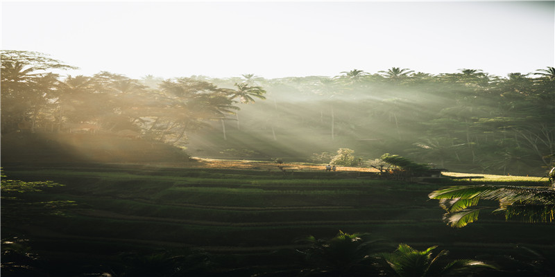 10种“带钱花”,寓意财源滚滚,旺财添福,很多人都喜欢