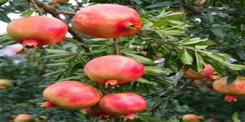 院子里种上这8种树,顺风顺水,风水特别好!