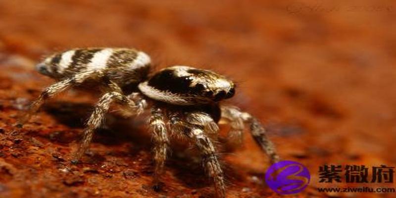 海中金和金箔金合吗 金箔金与海中金相克吗