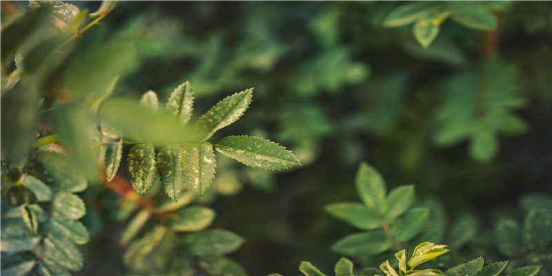 永远不要吃烂梨（深度好文）