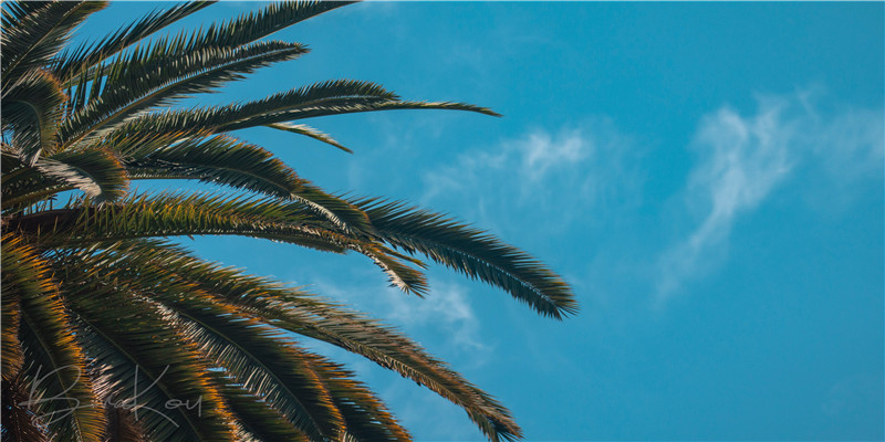 单身没对象梦见自己怀孕了(单身没对象梦见自己怀孕了,而且对方不承认)