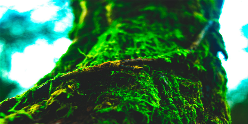 桃花煞是什么意思.jpg 桃花煞是什么意思.jpg