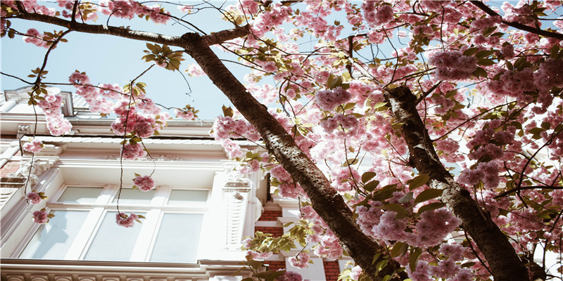 单身者梦见有人说媒(单身梦到有人给我说媒)