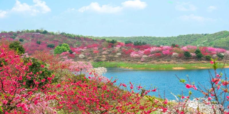 三生三世十里桃花?这里可不止百里!去武宁花源谷感受桃花雨……