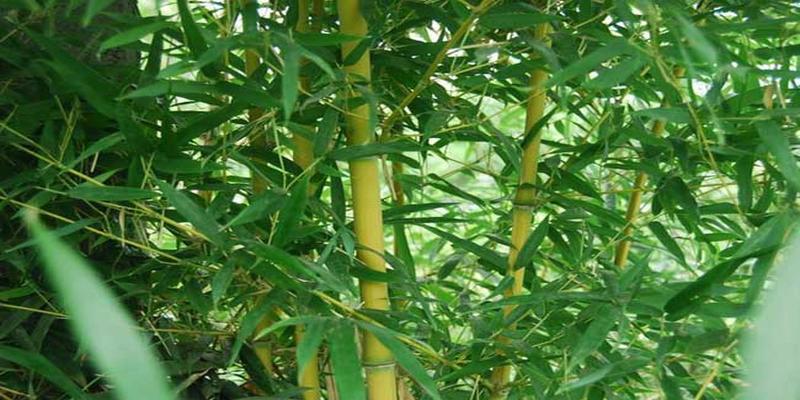 院子里种上这8种树,顺风顺水,风水特别好!