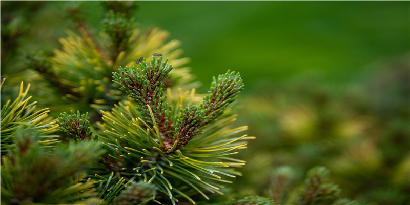 68年属猴婚姻配对(1968年申猴)