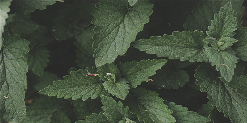 周易万年历查询(丙寅大运辛丑流年)