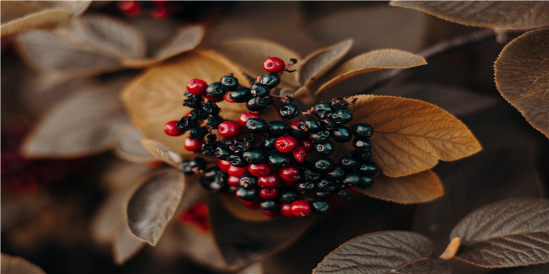 卡戴珊家疯狂狗血的一年!离婚订婚,出轨复合,小小妹偷偷生二胎