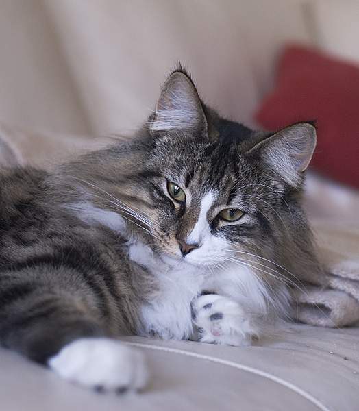 挪威森林里的精灵：出现在北欧神话中的猫咪